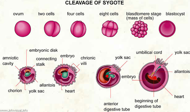 Cleavage of a sygote